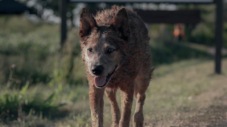 A dangerous looking wolf in Pet Sematary: Bloodlines