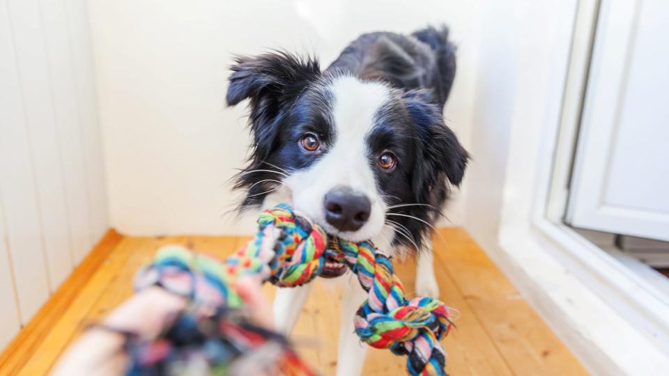 ways to keep your pet entertained when you're not there