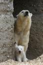 Twin polar bear cubs stand with their mother Giovanna in their enclosure at Tierpark Hellabrunn in Munich, March 19, 2014. The 14 week-old cubs, who made their first public appearance on Wednesday, have yet to be named. REUTERS/Michael Dalder (GERMANY - Tags: ANIMALS SOCIETY)