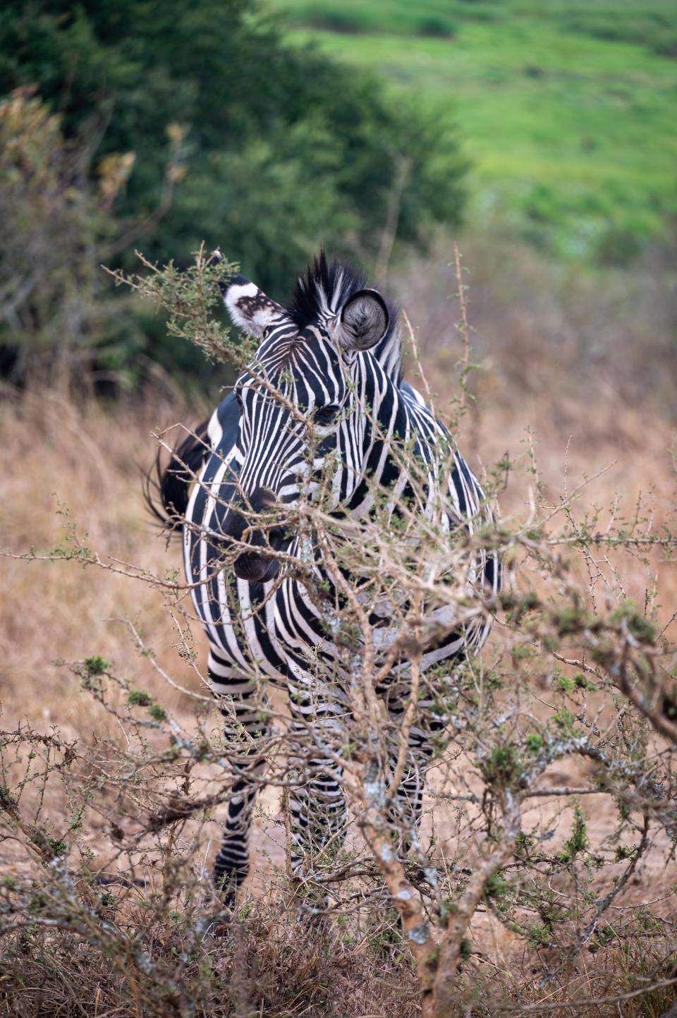 A zebra blends into its habitat. (Photo: Bryan Kow)