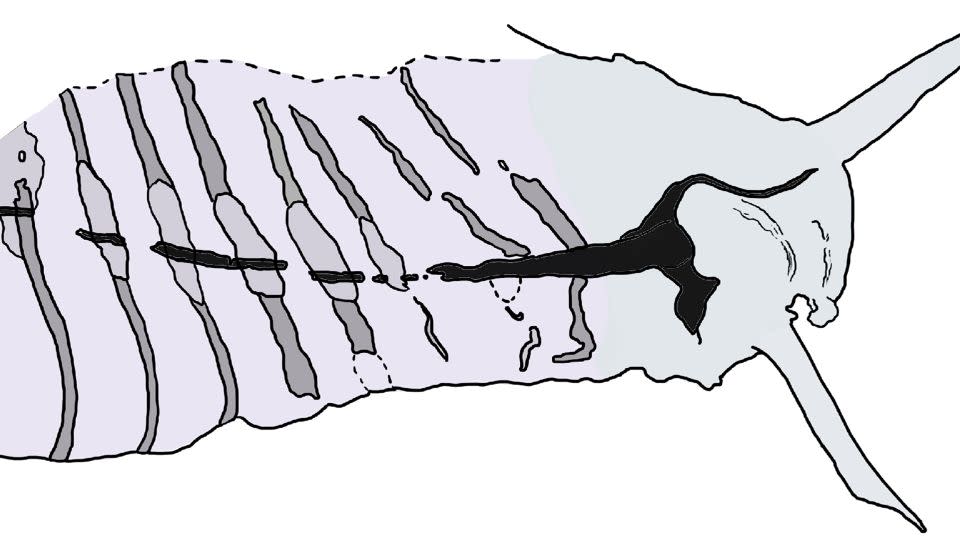 An interpretative drawing of the head of Pikaia gracilens from a fossil specimen at the Smithsonian National Museum of Natural History highlights a thickened part of the dorsal nerve cord. Discovering other Cambrian fossilized nervous systems helped scientists take a fresh look at how Pikaia was organized. - Giovanni Mussini