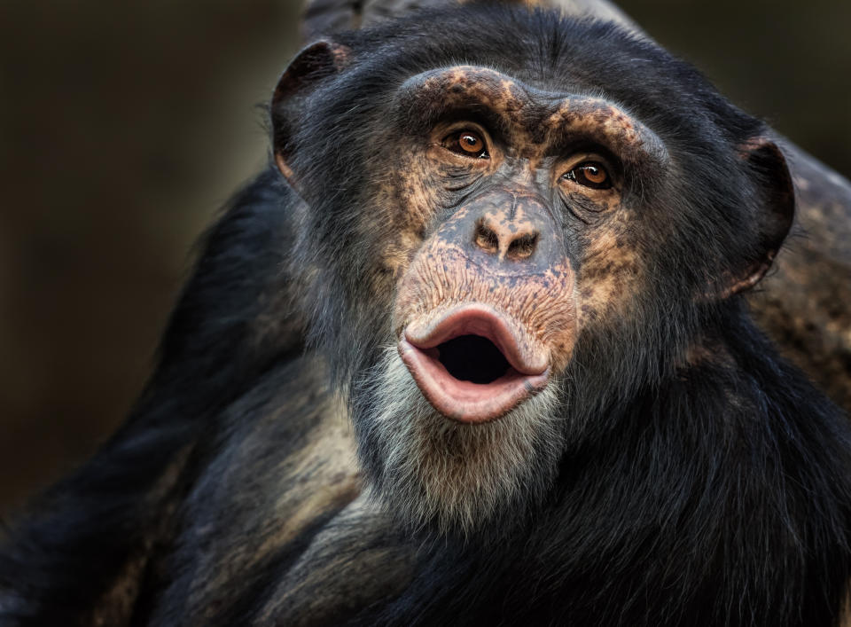 Schimpansen sind ganz schön intelligent (Symbolbild: Getty Images)