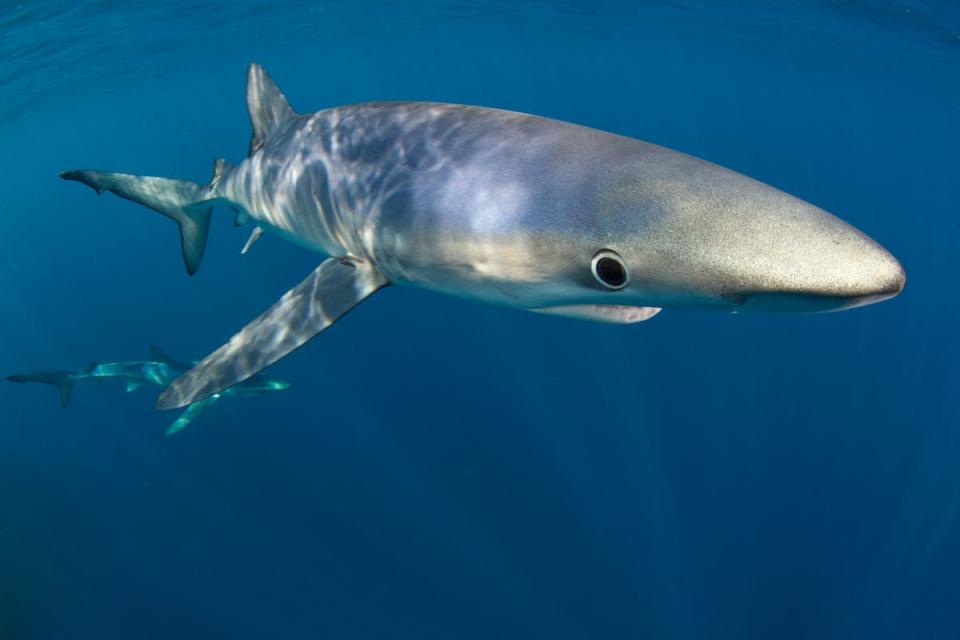 A blue shark was among the species in a study by Woods Hole Oceanographic Institution, San Diego State University, and NOAA Fisheries that found warming oceans could cause the loss of up to 70% of suitable habitat for some predators – including sharks, tuna, and billfish – by 2100.