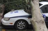 A cat lies on a police car which is damaged by a fallen tree after Typhoon Usagi hit Shanwei, Guangdong province September 23, 2013. At least 25 people have been killed, including 13 in Shanwei, since typhoon Usagi made landfall in south China's Guangdong Province on Sunday evening, Xinhua News Agency reported. Picture taken September 23, 2013. REUTERS/Stringer