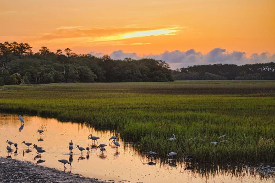 Steve Higgins took this photo of a flock of Ibis at sunrise on Pinckney Island. 