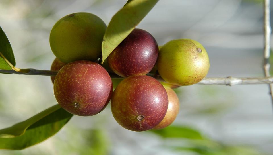 Klein, aber oho gilt für diese rote Frucht aus Peru, die hierzulande häufig nur in sehr gut sortierten Geschäften oder in Pulverform erhältlich ist. Letztere passt perfekt in den Mixer, um daraus einen Frühstücksshake zu zaubern. Warum Sie das tun sollten? Camu Camu wird durch rund 2.000 mg pro 100 Gramm zur Vitamin-C-Bombe und enthält zudem viele weitere wertvolle Inhaltsstoffe wie Antioxidantien sowie Aminosäuren. Ein astreiner Jungbrunnen! (Bild: iStock/ricardohossoe)