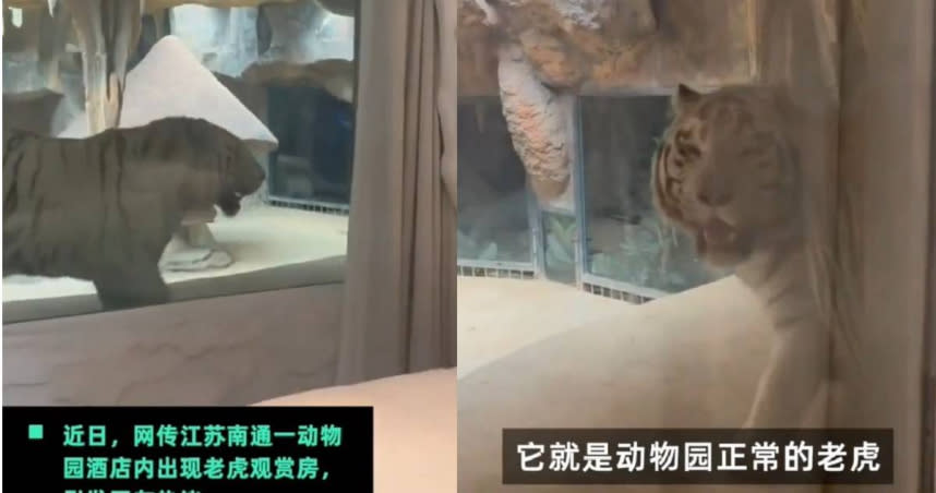 大陸江蘇南通一處動物園飯店內近日出現了可以和老虎隔窗同眠的景觀房。（圖／翻攝微博）