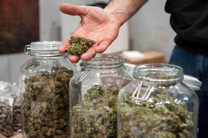 A hand holds marijuana buds in front of three large jars full of buds.