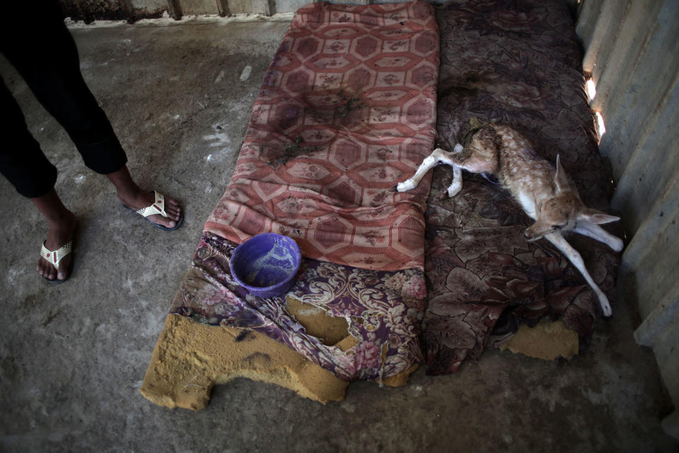 <p>A Palestinian worker stands next to an ill baby deer lays on mattresses in a metal cage in a zoo in Khan Younis , southern Gaza Strip, Friday, Aug. 19, 2016. (AP Photo/ Khalil Hamra) </p>