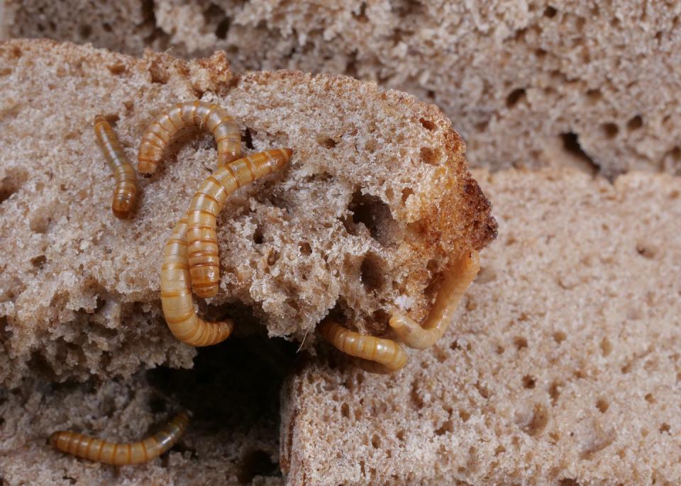 <span class="caption">Gusanos _Tenebrio molitor_ con pan.</span> <span class="attribution"><a class="link " href="https://www.shutterstock.com/es/image-photo/several-mealworms-eating-peaces-bred-tenebrio-1924572029" rel="nofollow noopener" target="_blank" data-ylk="slk:Shutterstock / Holger Kirk;elm:context_link;itc:0;sec:content-canvas">Shutterstock / Holger Kirk</a></span>