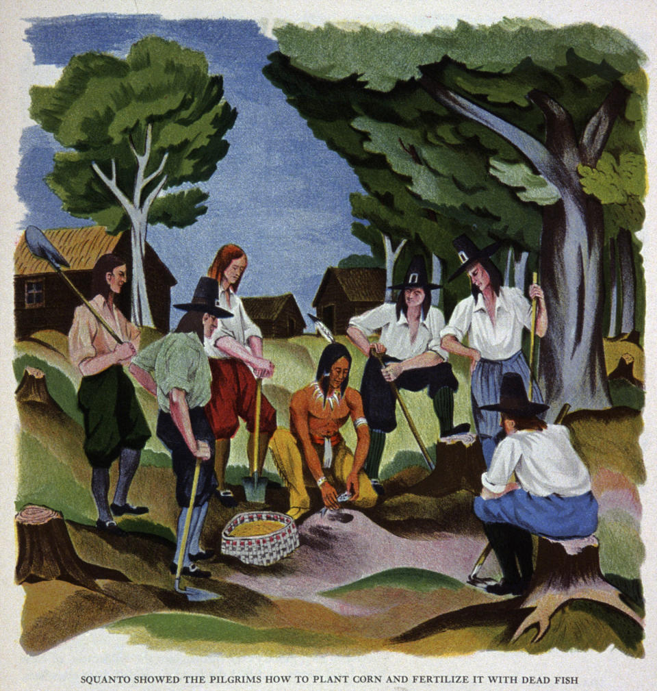 Squanto shows the pilgrims of the Mayflower how to plant corn and fertilize it with dead fish. Illustration circa 1930<span class="copyright">Cci/Shutterstock</span>