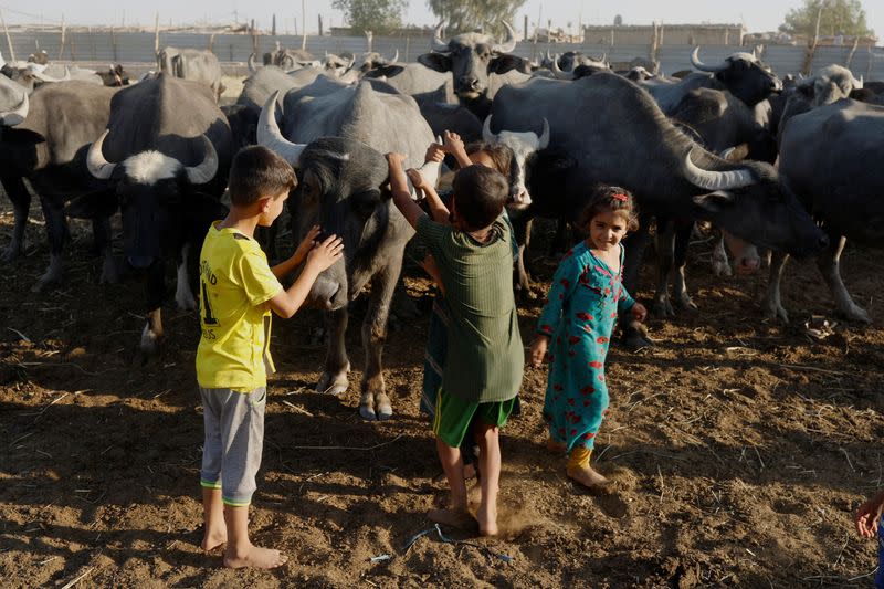 The Wider Image: Drought imperils Iraq's water buffalo and a child's way of life