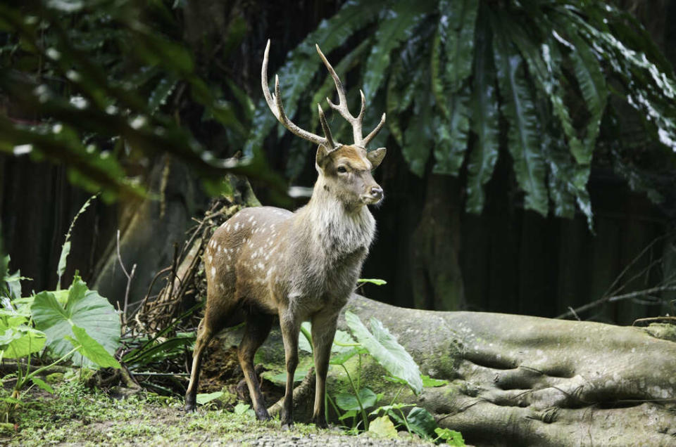 台北市立動物園梅花鹿（圖片來源：台北市立動物園）