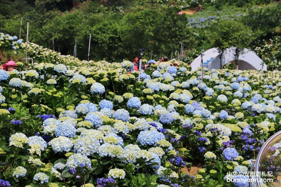 新北景點｜高家繡球花田萬里第三園區