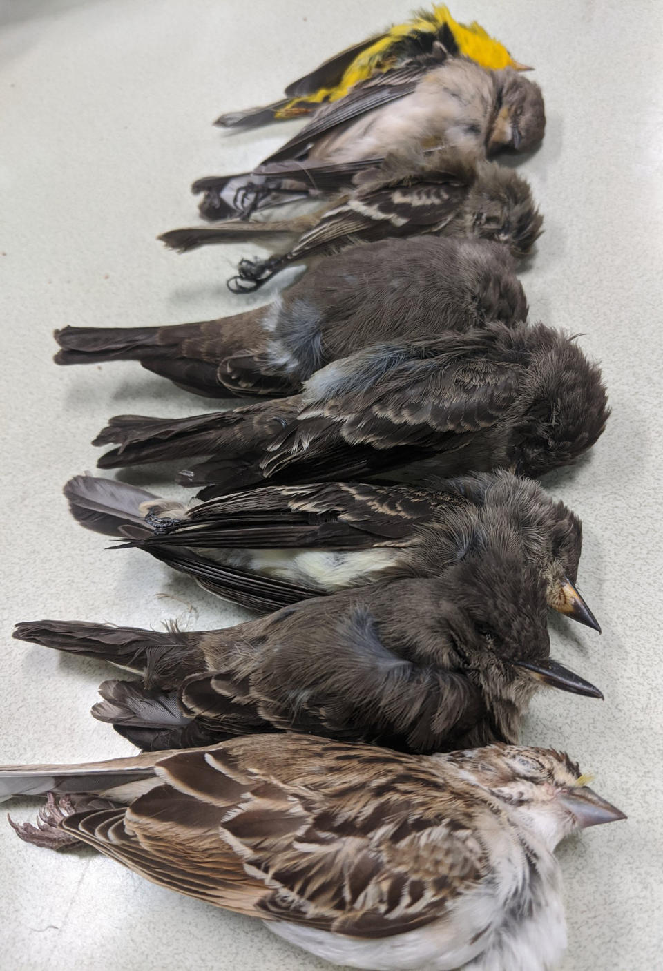 Image: Dead birds in New Mexico (Allison Salas)