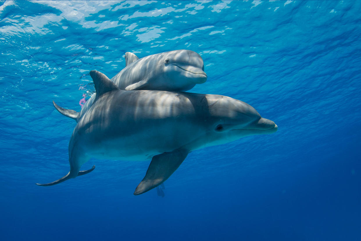 Bottlenose Dolphins Getty Images/NaluPhoto