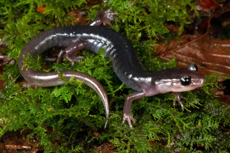 In the white light of day, the biofluorescence of the southern gray-cheeked salamander remains invisible to the human eye.