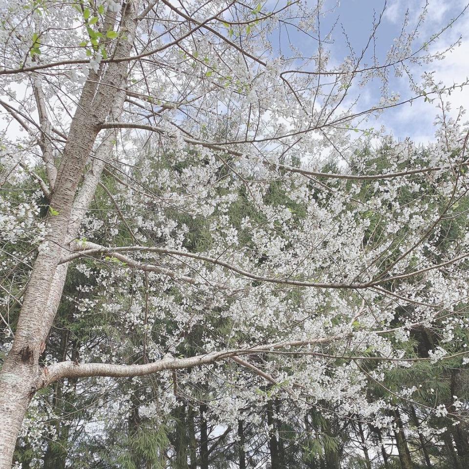 ▲全台櫻花季賞櫻景點推薦-奧萬大霧社櫻。 （圖／li_key_0816, Instagram）