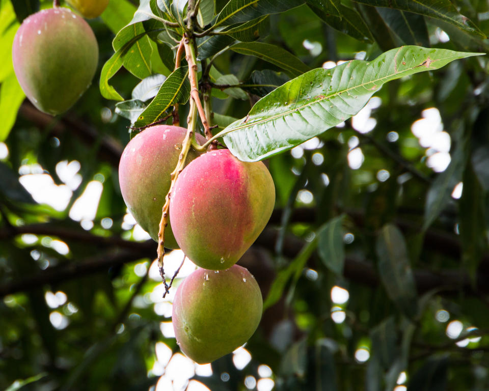 19. Grow fruit trees from seed