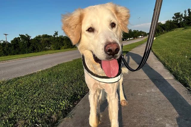 <p>Leo Delgado/Alex Gary/Austin Pets Alive!</p> A photo of Wesley the 2-year-old Great Pyrenees dog from June 2024