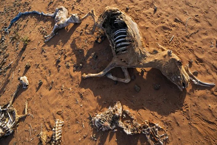 FILE - The remains of dead livestock and a donkey are scattered at a camp for displaced people on the outskirts of Dollow, Somalia, Sept. 21, 2022. The intensity of extreme drought and rainfall has “sharply” increased over the past 20 years, according to a study published Monday, March 13, 2023, in the journal Nature Water. (AP Photo/Jerome Delay, File)