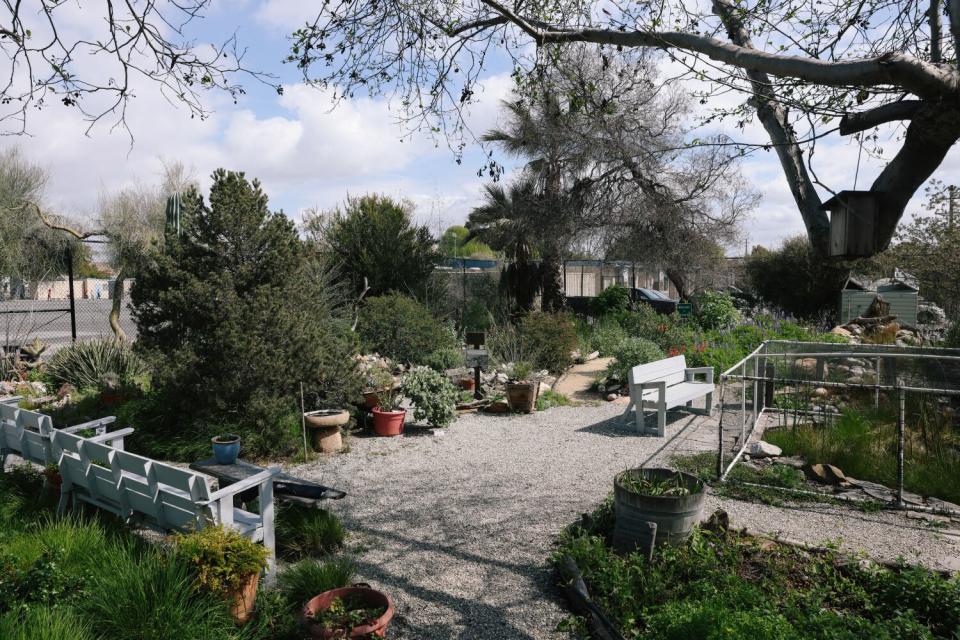 A leafy green garden with benches, a path and some plants in pots