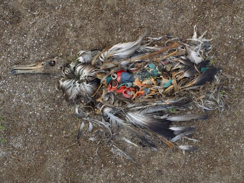 Thousands of the birds have been killed by plastic (Chris Jordan)