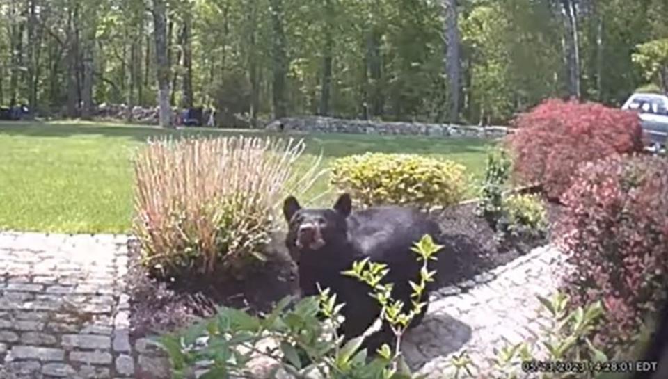 This still-shot of surveillance footage taken in an Acushnet backyard shows the black bear strolling through the property before tipping over a garbage barrel and taking a nap in a tree.