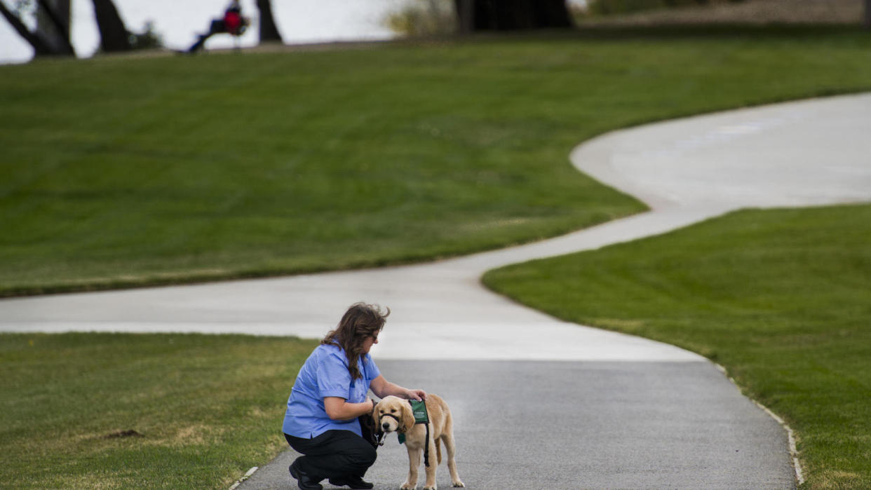 Puppy training to be guide dog in park