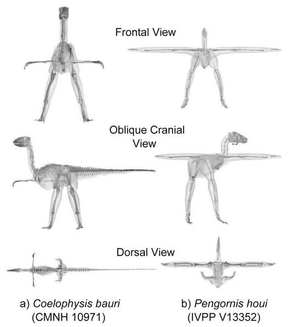 Scientists looked at the bird family by analyzing 3D computer models of 17 archosaurs spanning about 250 million years of evolution. Here, the digitized fossil skeletons and CT scan data from a basal dinosaur (a) and a basal bird (b) in differe