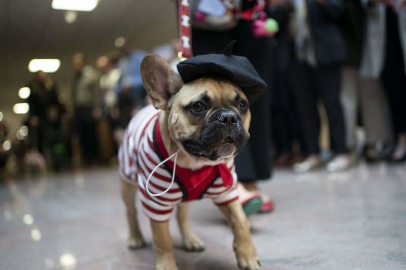 Dogs in costumes parade through the Hart Senate Office Building for the "Bipawtisan Howl-o-ween Dog Parade" at the U.S. Capitol in Washington, DC on Oct. 31. Veterinarians are growing concerned over a highly contagious, possibly fatal respiratory illness spreading in several states. Photo by Bonnie Cash/UPI