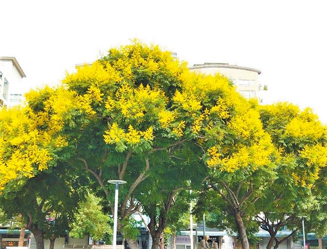 台灣欒樹季來臨，台中市17處祕密花境大公開。（盧金足攝）