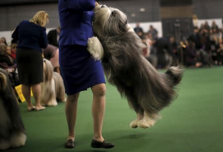 Frank, a Bearded Collie from Toronto, leaps up on his handler Julie Kempster in the ring during judging. REUTERS/Mike Segar