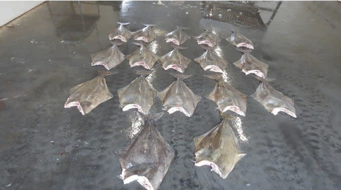 17 undersized halibut seized in relation to charges for illegal possession and sale of harvested halibut in Sambro, Nova Scotia. 