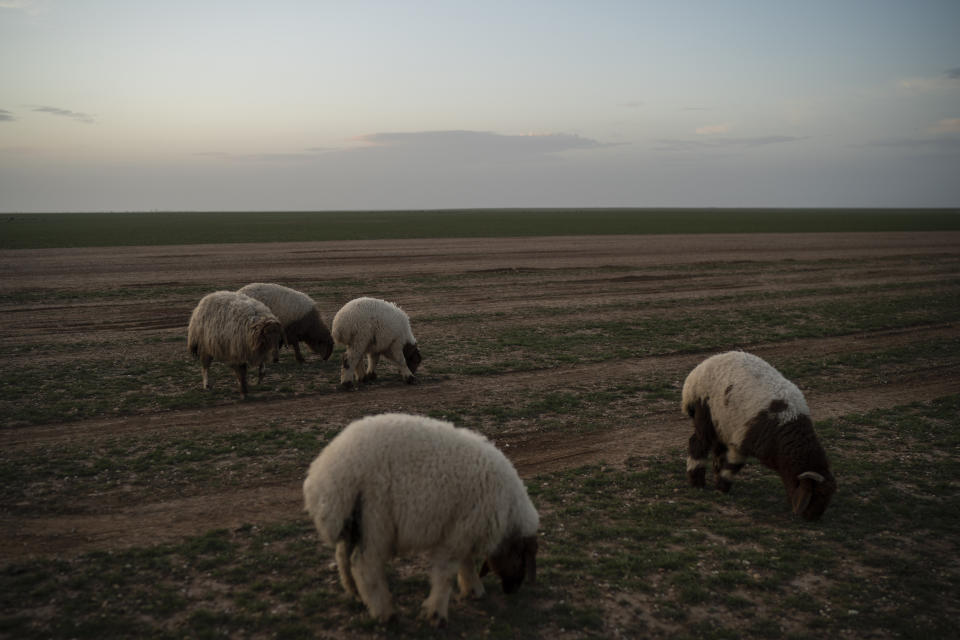 Sheep eat grass in the desert near Hajin, Syria, Saturday, Feb. 16, 2019. (AP Photo/Felipe Dana)