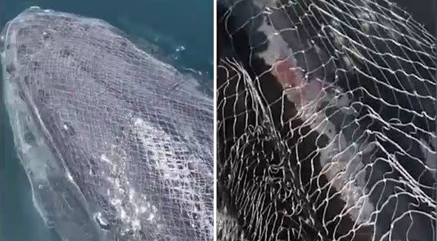 The whale was entangled in a commercial fishing net. Source: Facebook/ Edmond Husseini