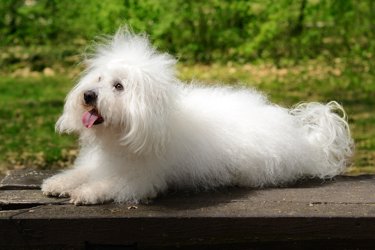 A white Bolognese dog laying on a dark wooden park bench, panting looking up towards the left with a blurred background of grass and bushes