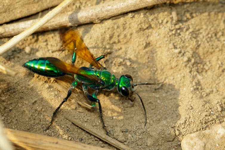 A bright green wasp on sandy ground.