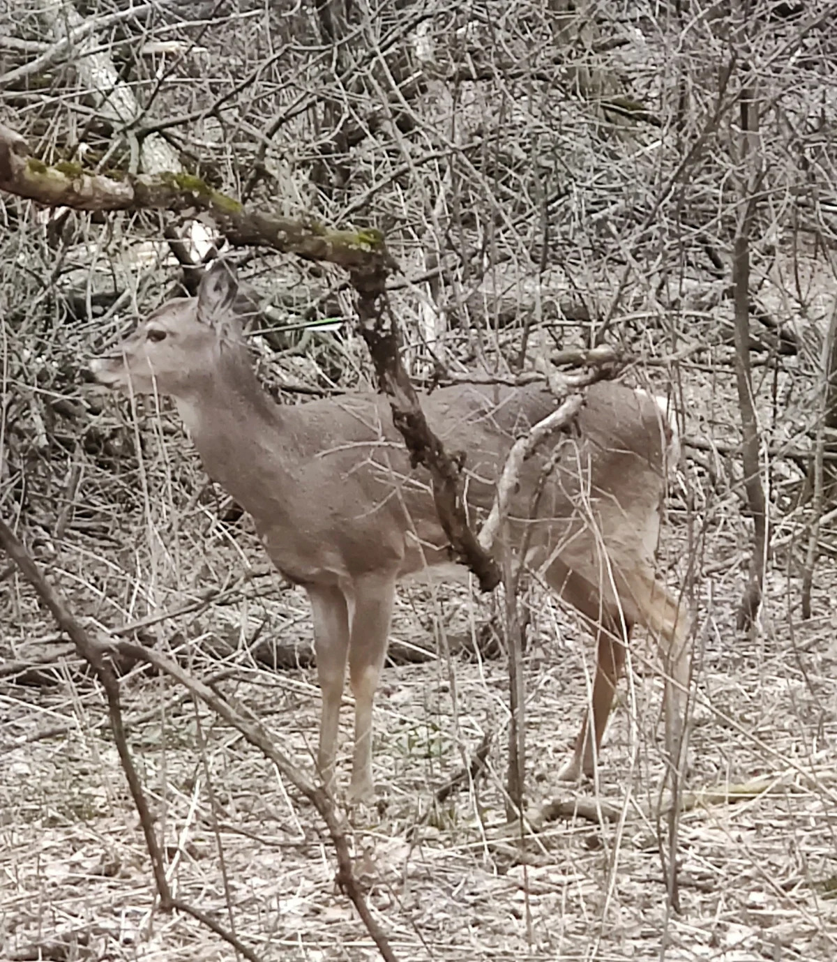 A deer with an arrow through its head is walking around 'robust and healthy' in ..