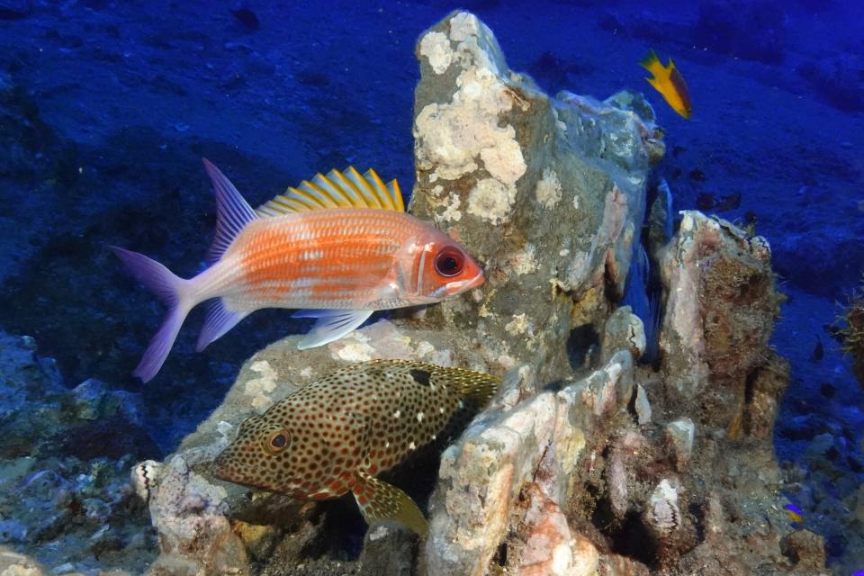 Fish swim at the Flower Garden Banks National Marine Sanctuary, Sunday, Sept. 17, 2023, in the Gulf of Mexico, off the coast of Galveston, Texas. Coral reefs support about a fourth of all marine species at some point in their life cycle. (AP Photo/LM Otero)