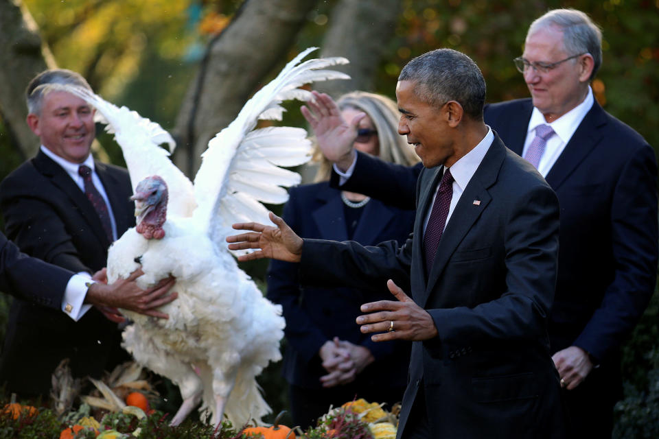 Obama pardons ‘Tot’, the National Thanksgiving turkey