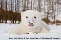 Siku is set to gain more fame after the Park features him in a brand new program, now being developed, to educate humans on how climate change is affecting sea ice in the Arctic and what can be done to help save polar bears like Siku.