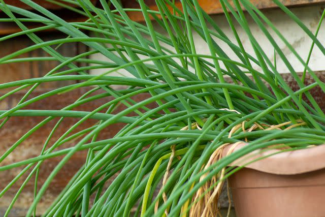 <p>Ana Luiza Serpa / Getty Images</p> Chives