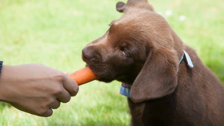 Formulated Vegan Diets Good for Dogs’ Health, Says Study