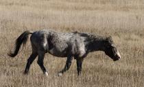 <p><strong>State Equine: Nokota horse </strong></p><p>These <a href="https://www.ndtourism.com/information/north-dakota-state-symbols" rel="nofollow noopener" target="_blank" data-ylk="slk:beautiful wild horses;elm:context_link;itc:0;sec:content-canvas" class="link ">beautiful wild horses</a>, which may be descendants of Sitting Bull's ponies roam free through Theodore Roosevelt <a href="https://www.redbookmag.com/life/g31448463/underrated-national-parks/" rel="nofollow noopener" target="_blank" data-ylk="slk:National Park.;elm:context_link;itc:0;sec:content-canvas" class="link ">National Park. </a></p>