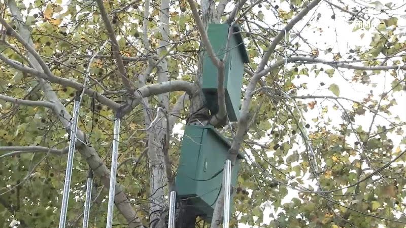 燈飾的電箱架設在樹上，引發安全疑慮。