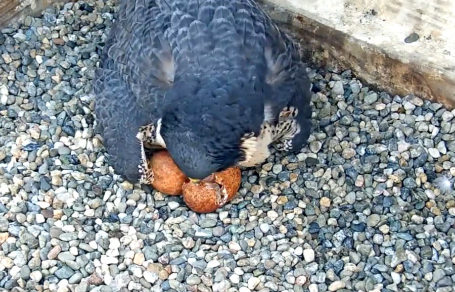 The first egg is seen hatching on April 22, 2024. (Image courtesy UC Berkeley / Cal Falcon Cam)