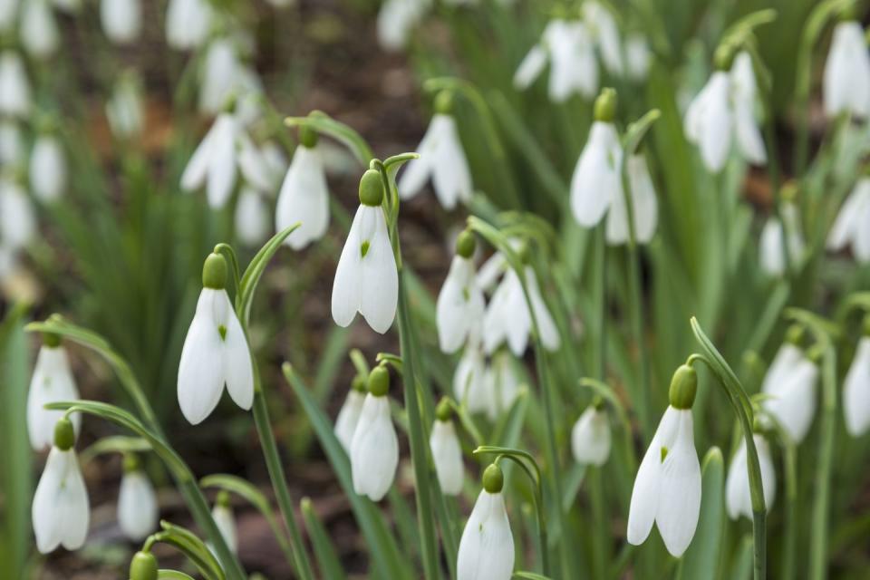 6) Snowdrops