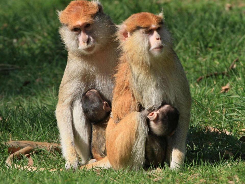 Was the patas monkey the inspiration for the Lorax? (AFP/Getty)