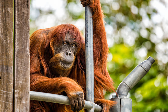 The matriarch of Perth Zoo’s Sumatran Orangutan colony was the oldest living Orangutan in the world. Source: AAP